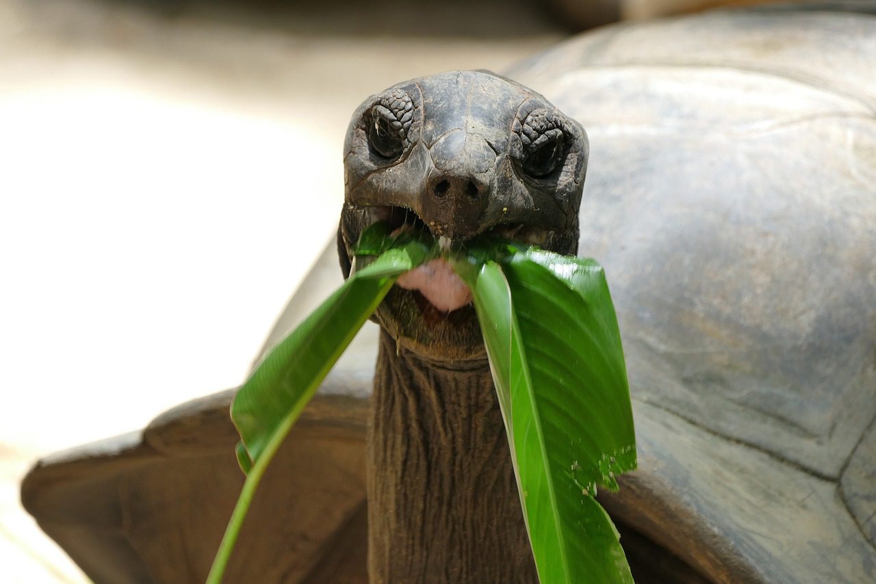 Was fressen Schildkröten?