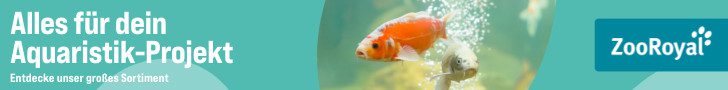 Welche Aquarium Fische passen zusammen? Fischauswahl, kompatible Fischarten vergesellschaften