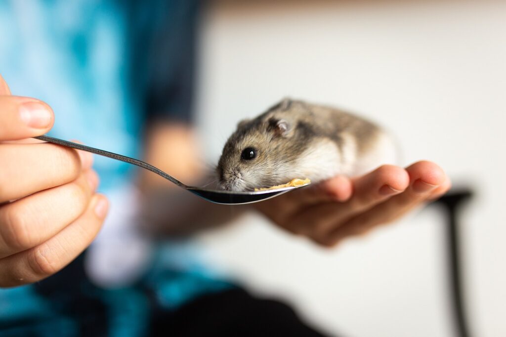 Was dürfen Hamster essen?