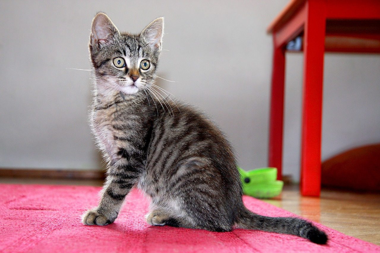 Katze atmet schnell? Mögliche Ursachen und Symptome