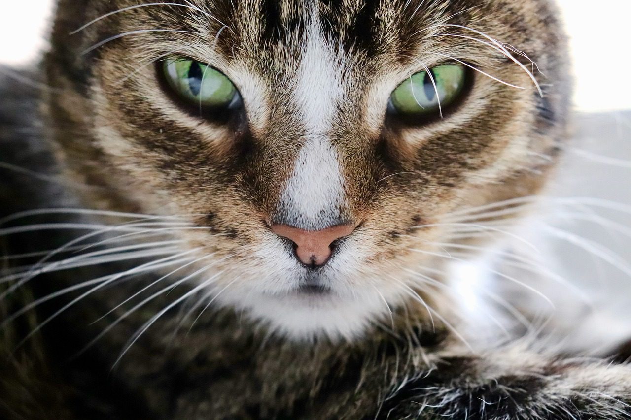 Bei Katze Auge entzündet? Ursachen, Symptome, Diagnose und Behandlung