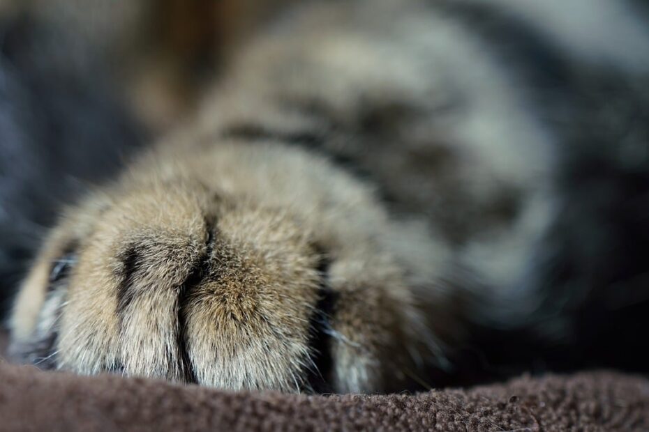 Katze hat Pfote gebrochen