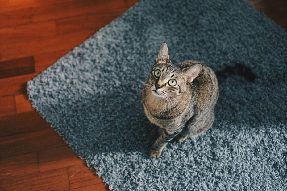 Meine Katze pinkelt auf den Teppich: Ursachen und Lösungen